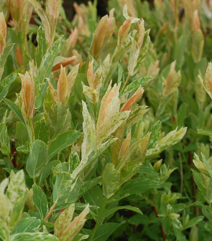 3G Salix integra 'Hakaro Nishiki' Japanese Willow 1001986 (Dappled Willow)