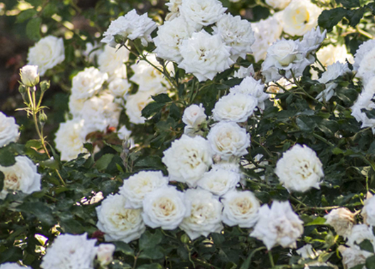 2G Rose Bush - Rosa 'White Drift' - 1008088