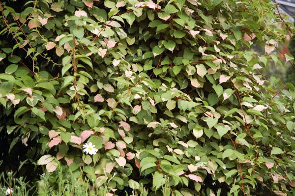 2G Actinidia kolomikta 'Arctic Beauty' Arctic Beauty Hardy Kiwi 1006986