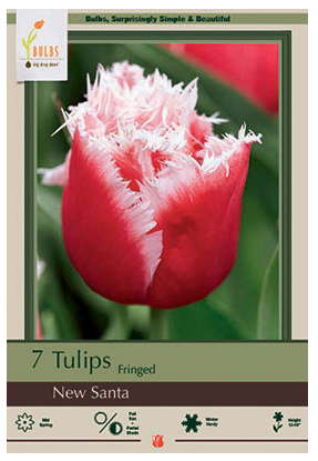Netherland Bulb - Tulip New Santa - 5904280670