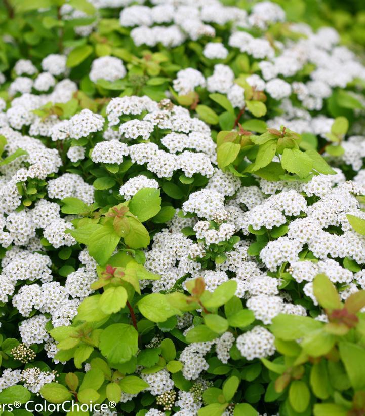 2G Spiraea betufolia 'Glow Girl' Glow Girl® Birchleaf Spirea: Patent PPAF 1005987