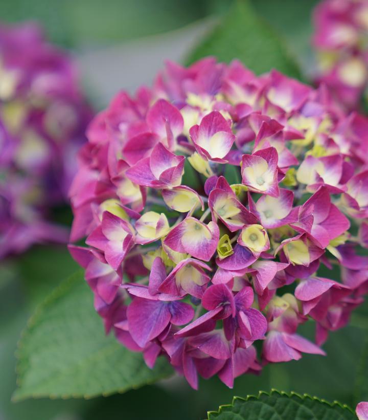 3G Hydrangea mac. Wee Bit Giddy® ('SMNHML') Wee Bit Giddy® Bigleaf Hydrangea: Patent PPAF 1012712