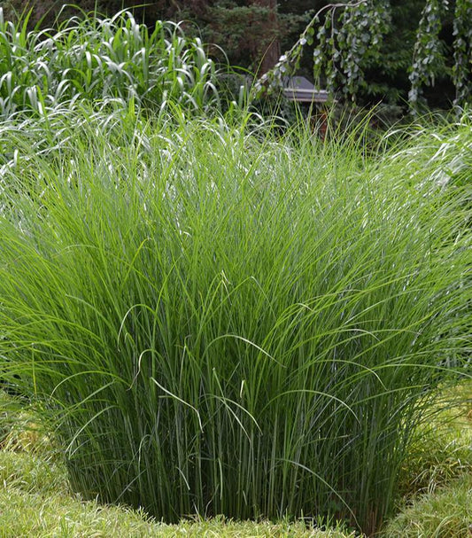 3G Miscanthus sinensis 'Gracillimus' Gracillimus Maiden Grass 1001352