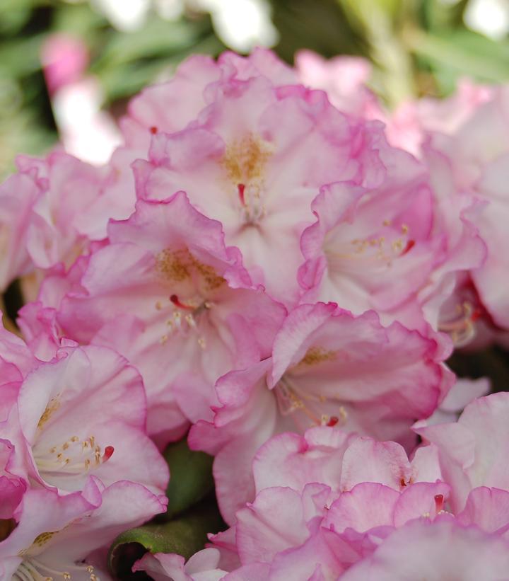 Rhododendron yak. 'Ken Janek' Ken Janeck Rhododendron