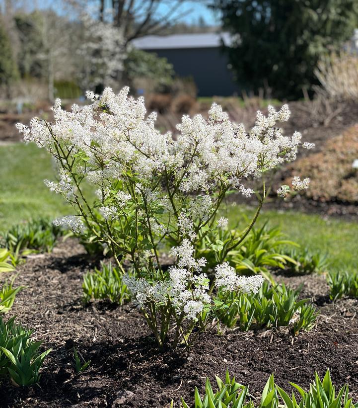 3G Syringa meyeri 'Pearl Potion' ('JDB123WHITEHOUSE') Pearl Potion Lilac: Patent PP31,664 1013393