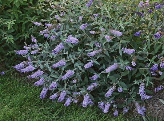 3G Buddleia Monarch® 'Glass Slippers' Glass Slippers Butterfly Bush: Patent PP27,832 1010664