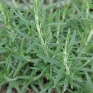 1G ROSMARINUS OFFICINALIS  `ARP` (Rosemary) 1000596