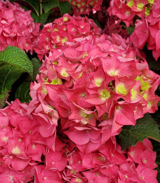 3G Hydrangea mac. 'Endless Summer Summer Crush' ('Bailmacfive') E.S Summer Crush® Hydrangea: Patent PP30359 1009930