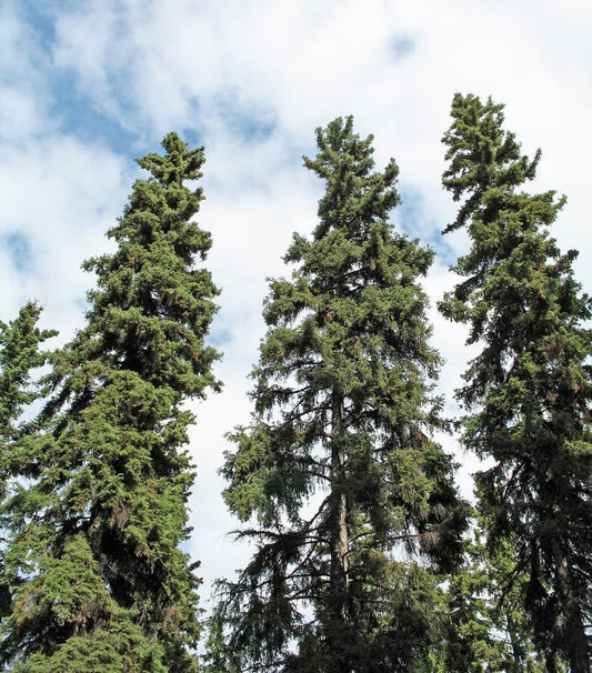 2G Picea Glauca Black Hills 'White Spruce' Red Pot 1010805