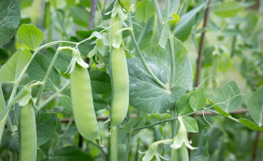 1G PEA `SUGAR SNAP` Sugar Snap Pea 1006368