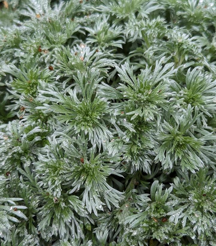 1G Artemisia schmidtiana 'Silvermound' Silvermound Wormwood 1000897