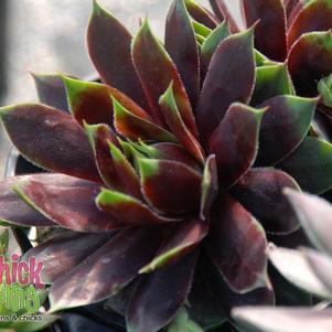 1G Sempervivum CHICK CHARMS CRANBERRY COCKTAIL (Hens & Chicks) 1009958