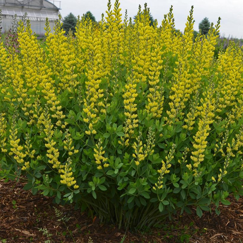 8" Baptisia 'American Goldfinch' American Goldfinch False Indigo: Patent PP30,478 1009721