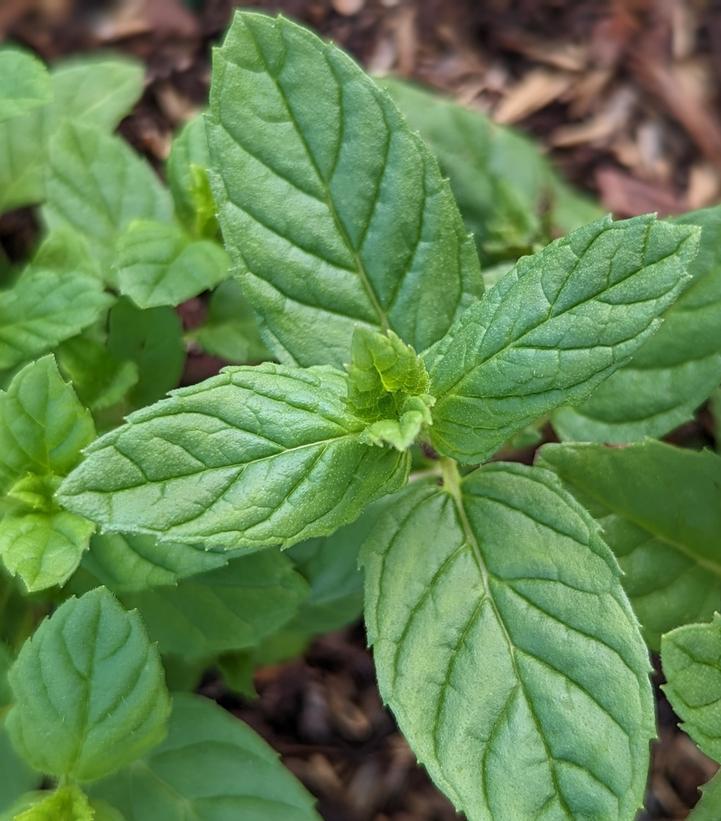 1G MENTHA SPICATA (SPEARMINT) 1001305