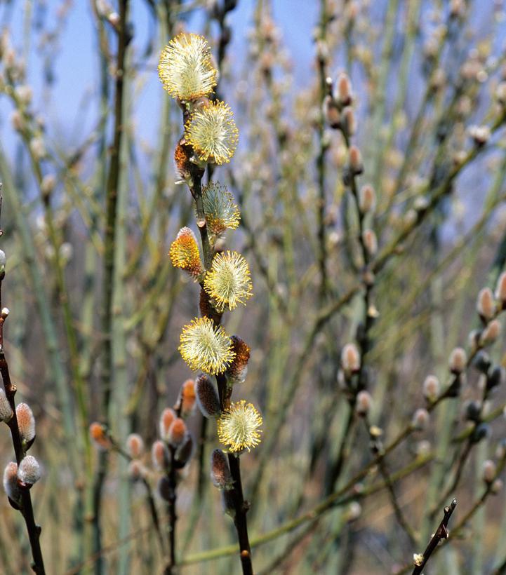 2G Salix discolor Pussy Willow 1001159