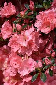 3G Azalea 'Blaauws Pink' Blaauws Pink Azalea Evergreen 1000002