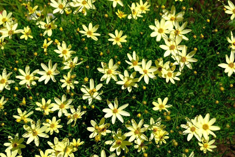 2G Coreopsis verticillata 'Moonbeam' Moonbeam Threadleaf Tickseed 1000840