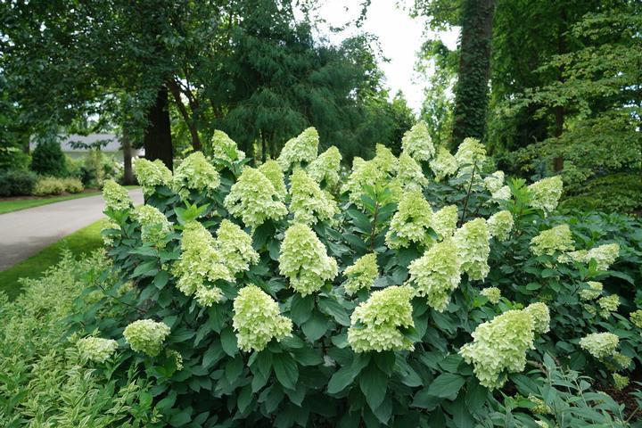 2G Hydrangea pan. Limelight Prime® ('SMNHPH') Limelight Prime® Panicle Hydrangea: Patent PP32511 1012922