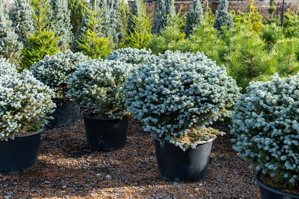 5G Picea Pungens 'Baby Blue' - Blue Spruce - 1003482