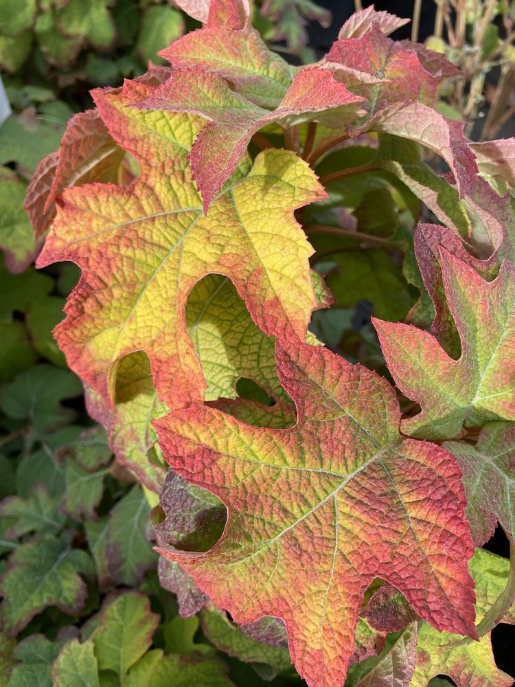 3G Hydrangea quercifolia 'Ruby Slippers' Ruby Slippers Oakleaf Hydrangea 1008325