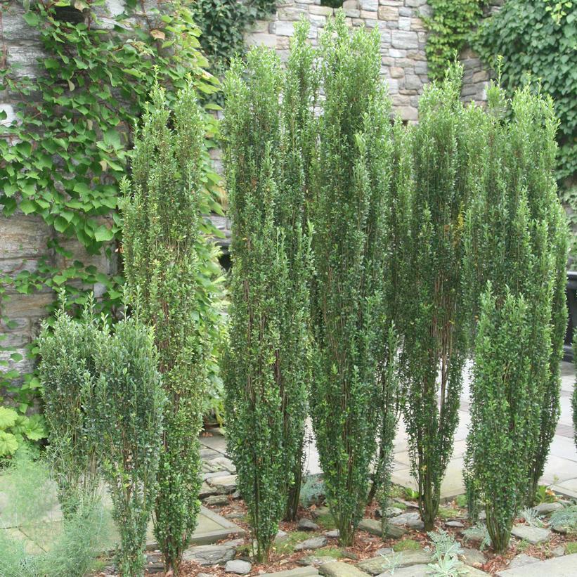 7G Ilex crenata 'Sky Pencil' Sky Pencil Japanese Holly 1002964