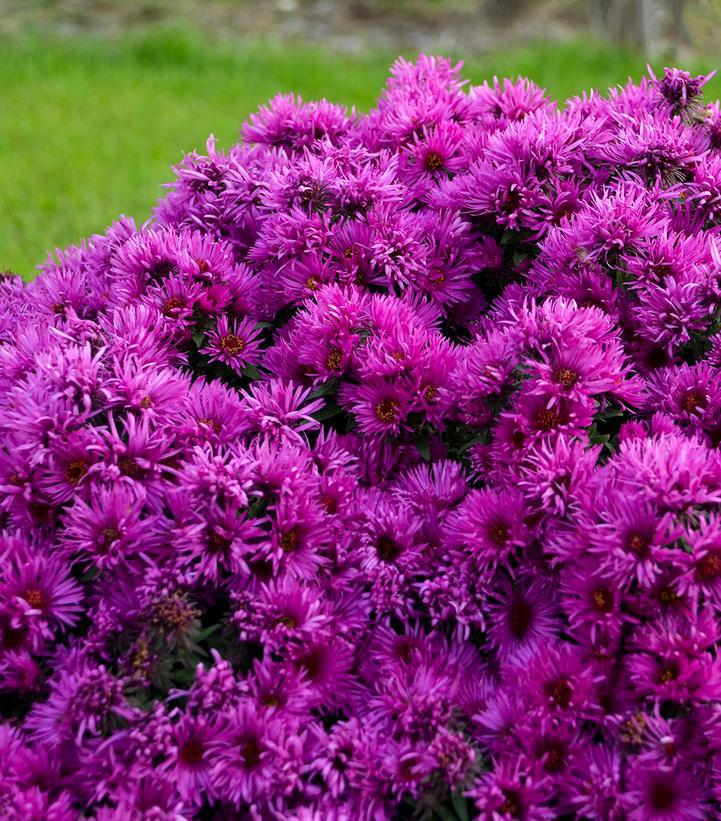 2G Aster novae-angliae 'Pink Crush' New England Aster 1015383