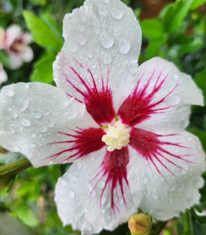 5G Hibiscus syriacus 'Lil' Kim' ('Antong Two') Lil' Kim® Rose of Sharon: Patent PP19547 1006309