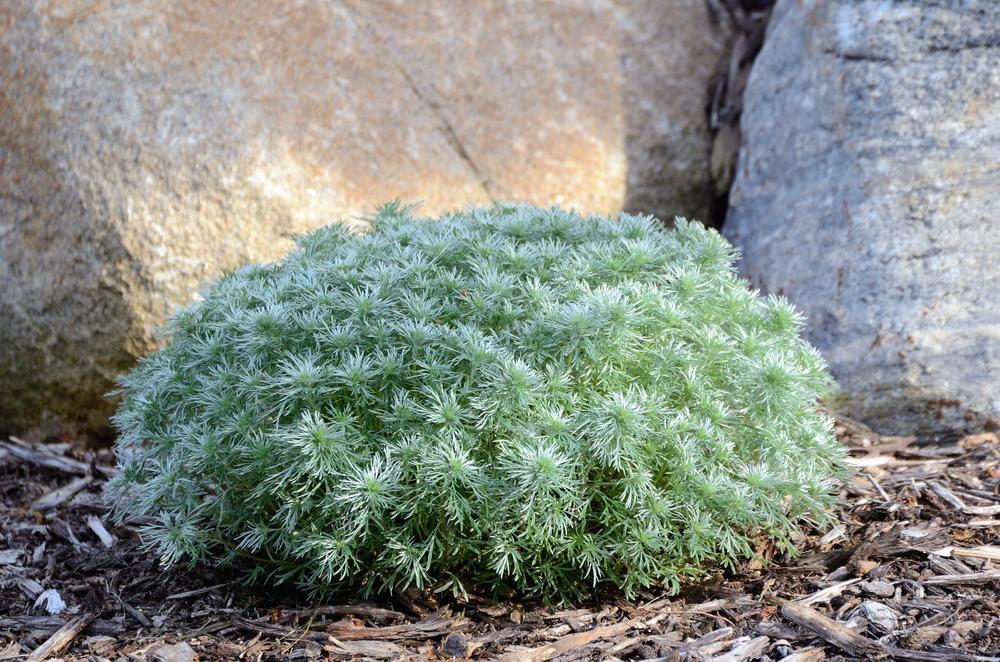 2G Artemisia schmidtiana 'Silvermound' Silvermound Wormwood 1000898