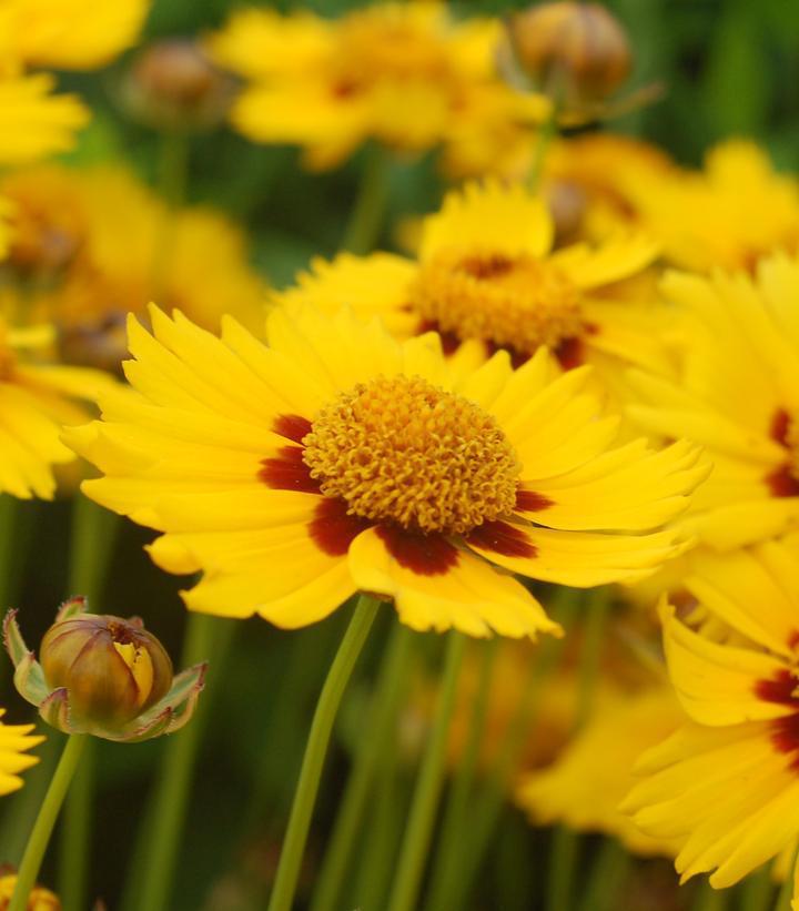 2G Coreopsis 'Tequila Sunrise' Tequila Sunrise Tickseed 1001962