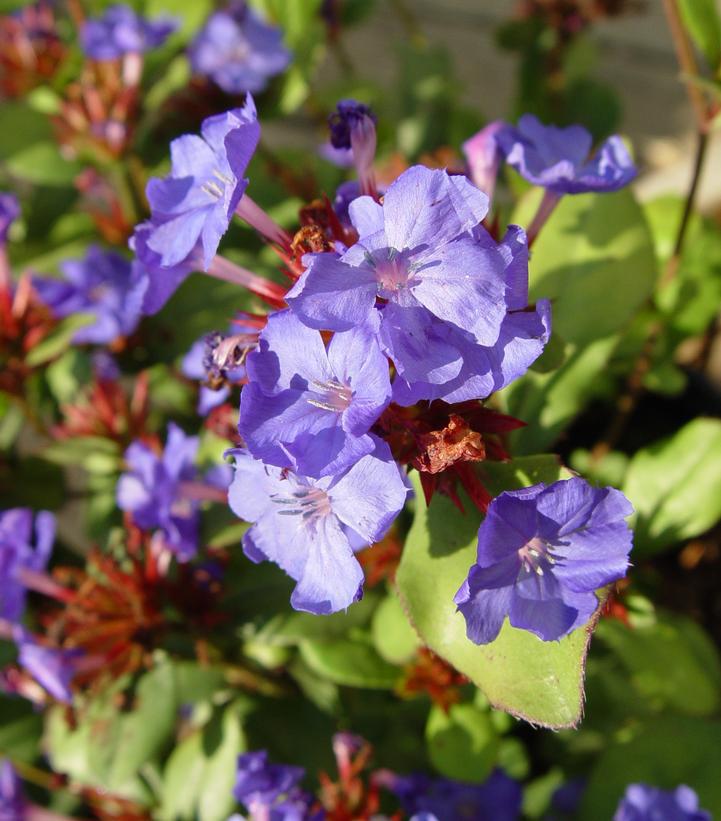 1G Ceratostigma plumbaginoides Leadwort (Plumbago, Leadwort) 1001978