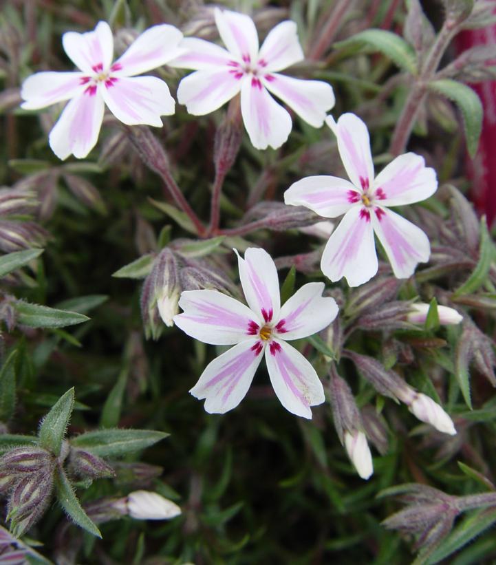 1G Phlox subulata 'Candy Stripe' Candy Stripe Moss Phlox 1000644