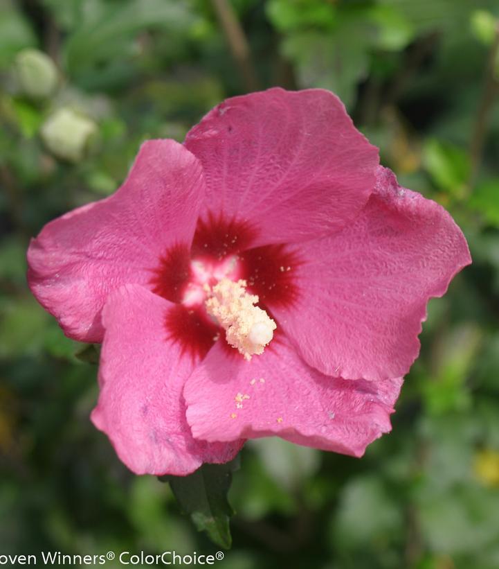 2G Hibiscus syriacus Lil' Kim® Red ('SHIMRR38') Lil' Kim® Red Rose of Sharon: Patent PP27,195 1007450