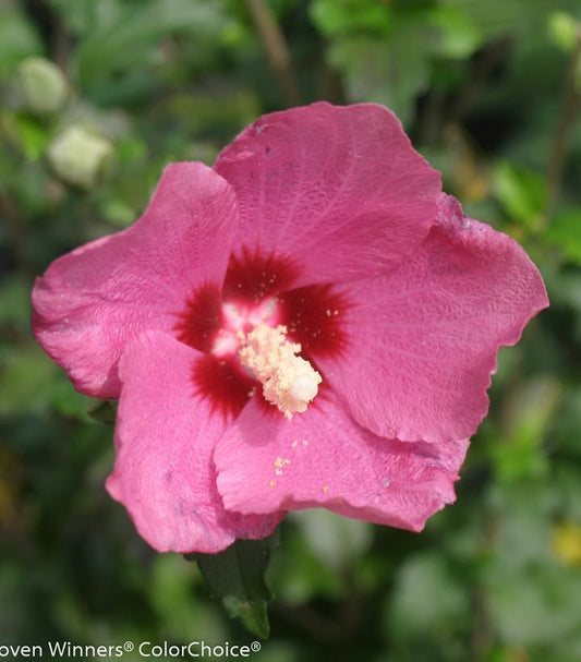 3G Hibiscus syriacus Lil' Kim Red ('SHIMRR38') Lil' Kim® Red Rose of Sharon: Patent PP27,195 1008046