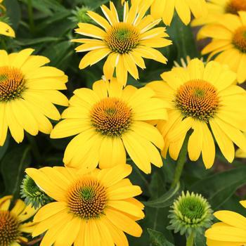 8`` ECHINACEA SOMBRERO Lemon Yellow II PT (Coneflower) 1009335