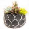 6.5" Scale Print Cement Pot w/ Succulent - 92470-HS