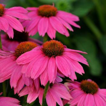 2G Echinacea PURPUREA POW Wow Wild Berry (Coneflower) 1007370