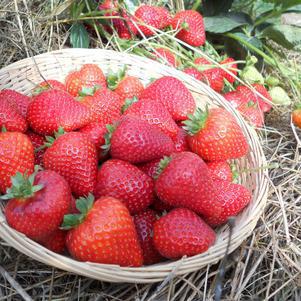 1G Strawberry 'Sweet Kiss' ('Buddy') Sweet Kiss Strawberry: Patent PP24,512 GG (Everbearing) 1008423