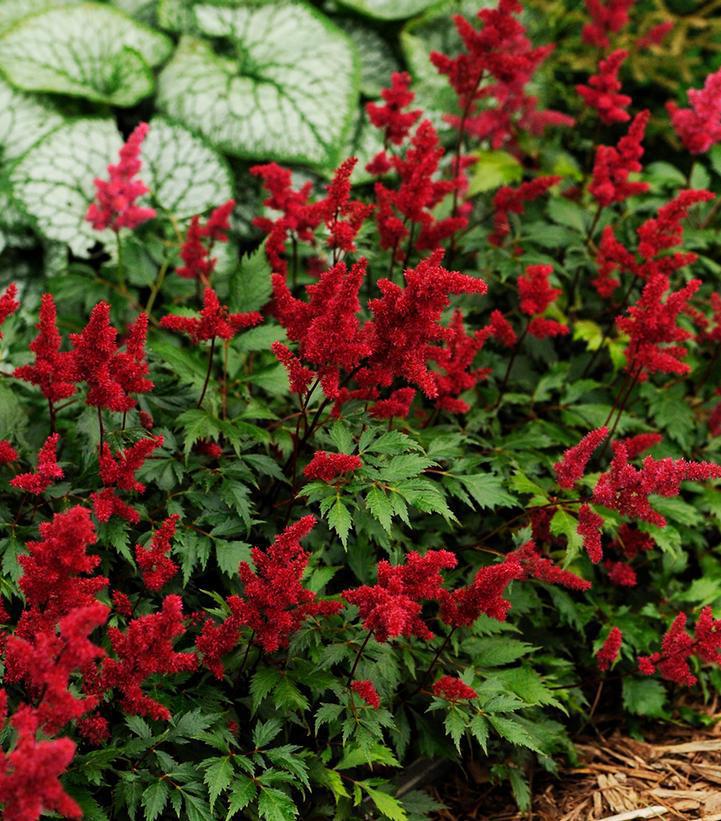 2G Astilbe arendsii 'Fanal 'Fanal Astilbe (False Spiraea) 1000902