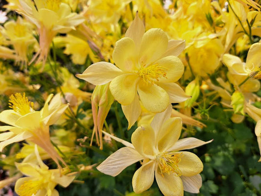 1G Aquilegia x Earlybird™ Yellow Earlybird™ Yellow Columbine 1014501