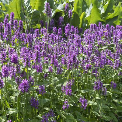 1G Stachys monieri 'Hummelo' Hummelo Stachys 1003160