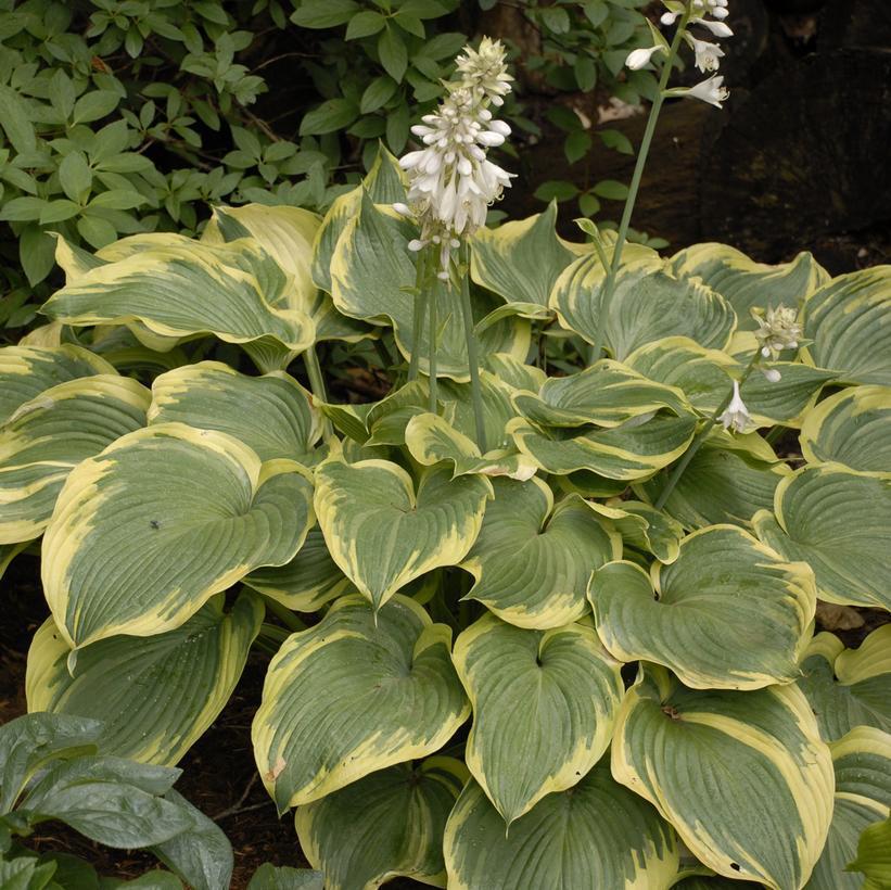 8" Hosta 'Earth Angel' Earth Angel Plantain Lily 1008801