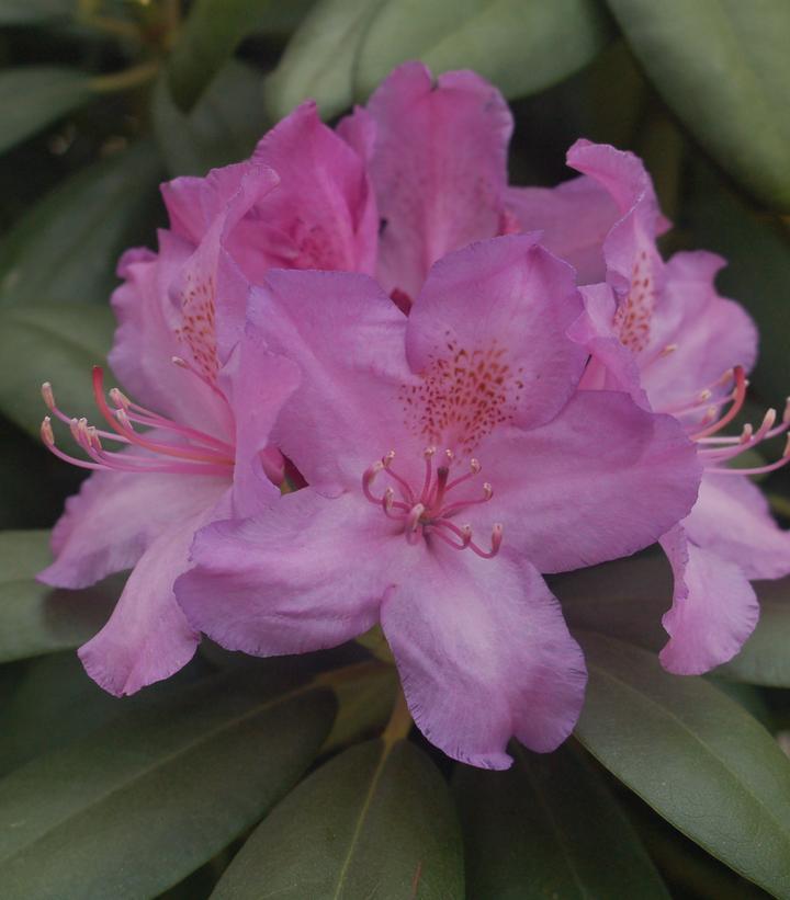 10G RHODODENDRON CAT. `BOURSAULT` Boursault Rhododendron 1000353