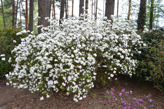 3G Rhododendron 'April Snow' April Snow Rhododendron 1002802