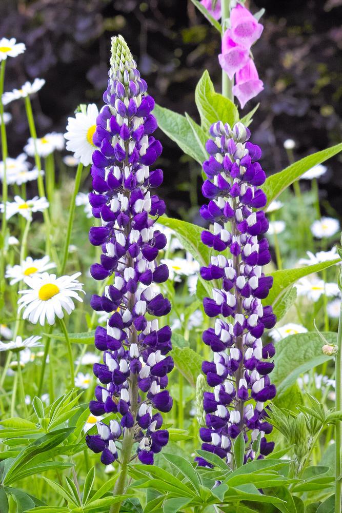 1G Lupinus 'The Governor' The Governor Lupine 1010897