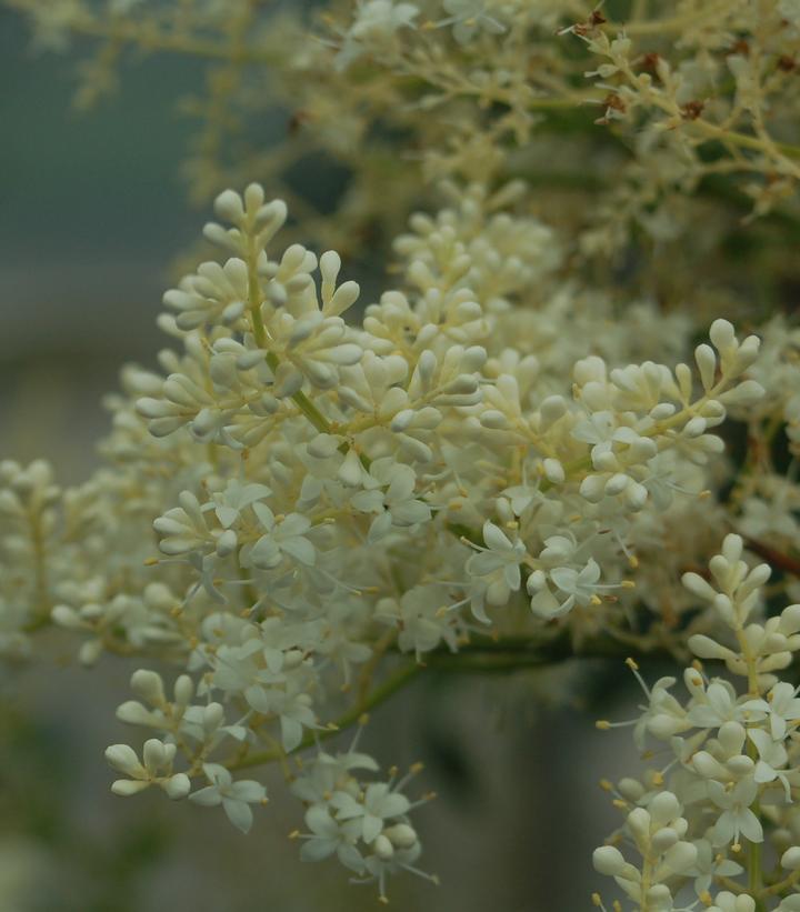 15G Syringa reticulata 'Snowdance' ('Bailnce') Snowdance Japanese Tree Lilac: Patent PP20,458 1005267