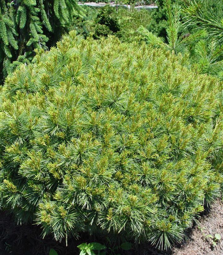 3G PINUS STROBUS SOFT TOUCH (Eastern White Pine) Soft Touch White Pine 1003648