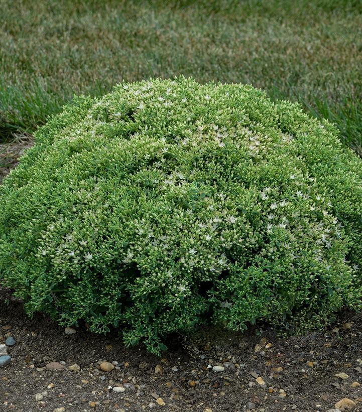 1G Sedum hybrid Rock 'N Grow® 'Bundle of Joy' Rock 'N Grow® Bundle of Joy Stonecrop: Patent PPAF 1010922