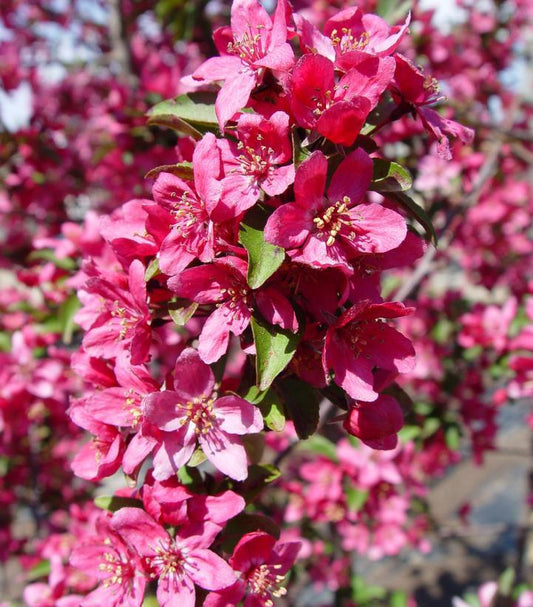 15G Malus X 'Prairiefire' - Crabapple - 1013901