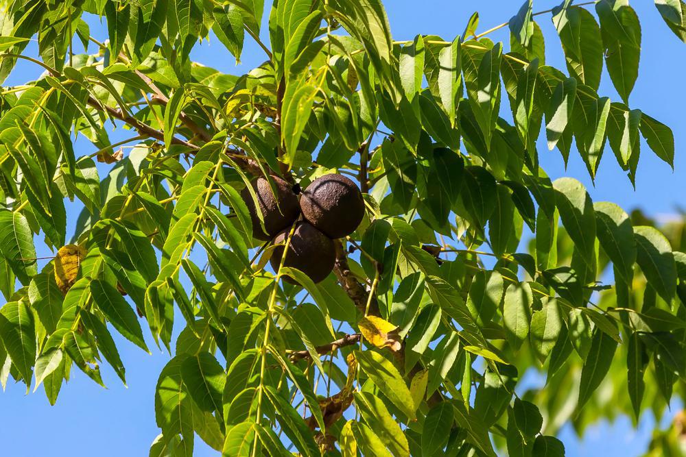 3g  Juglans nigra Black Walnut 1010513