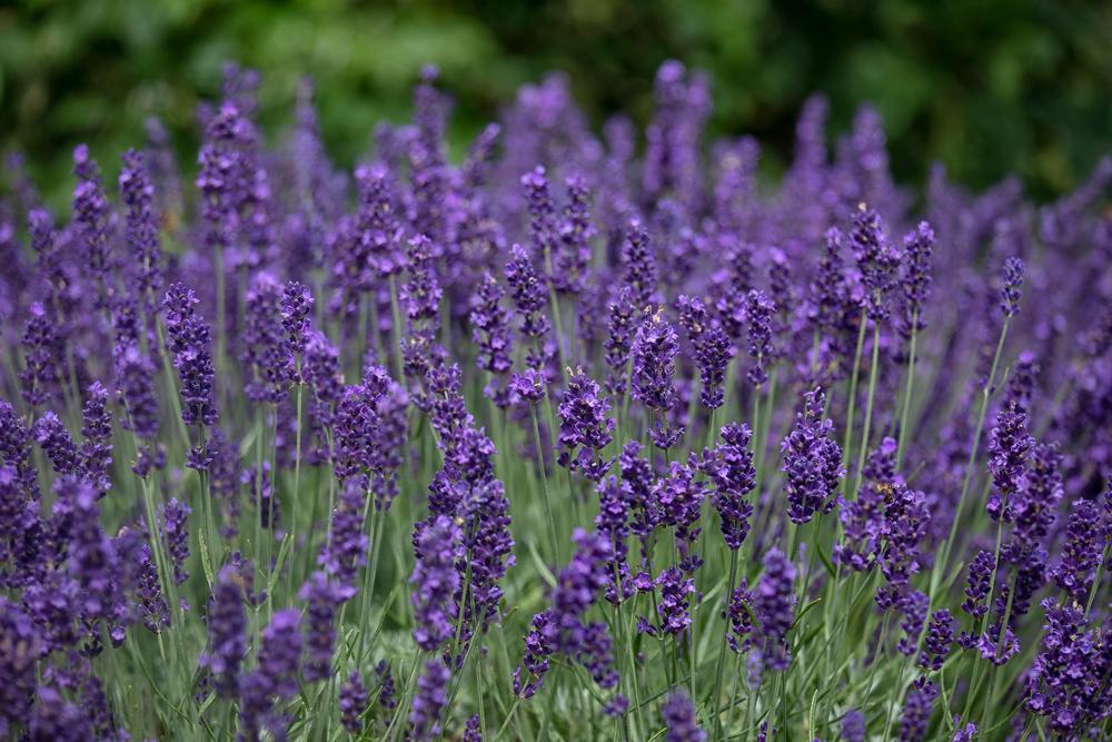 1G LAVANDULA ANGUSTIFOLIA `HIDCOTE` Hidcote Lavender 1000933